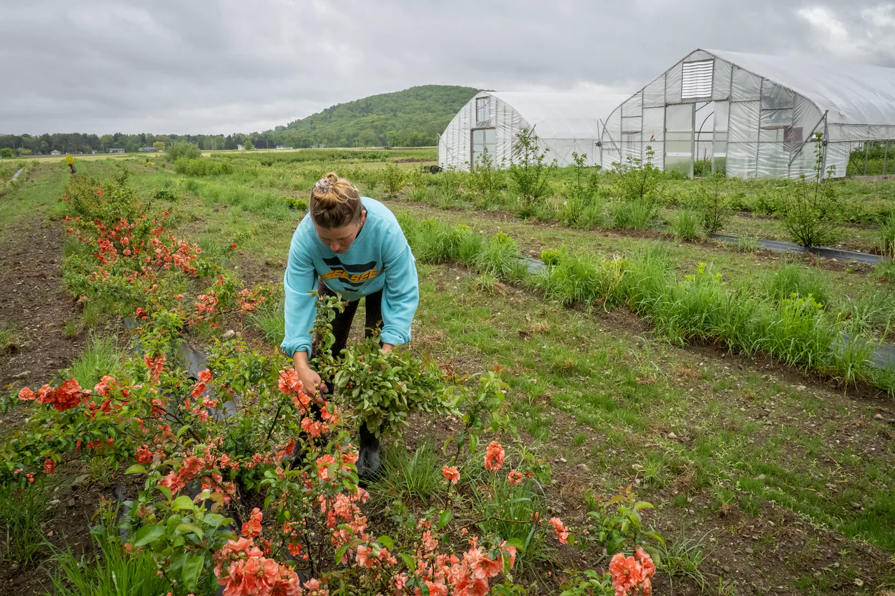 A worker prepares stems among flowering shrubs beside two polytunnels at a flower farm